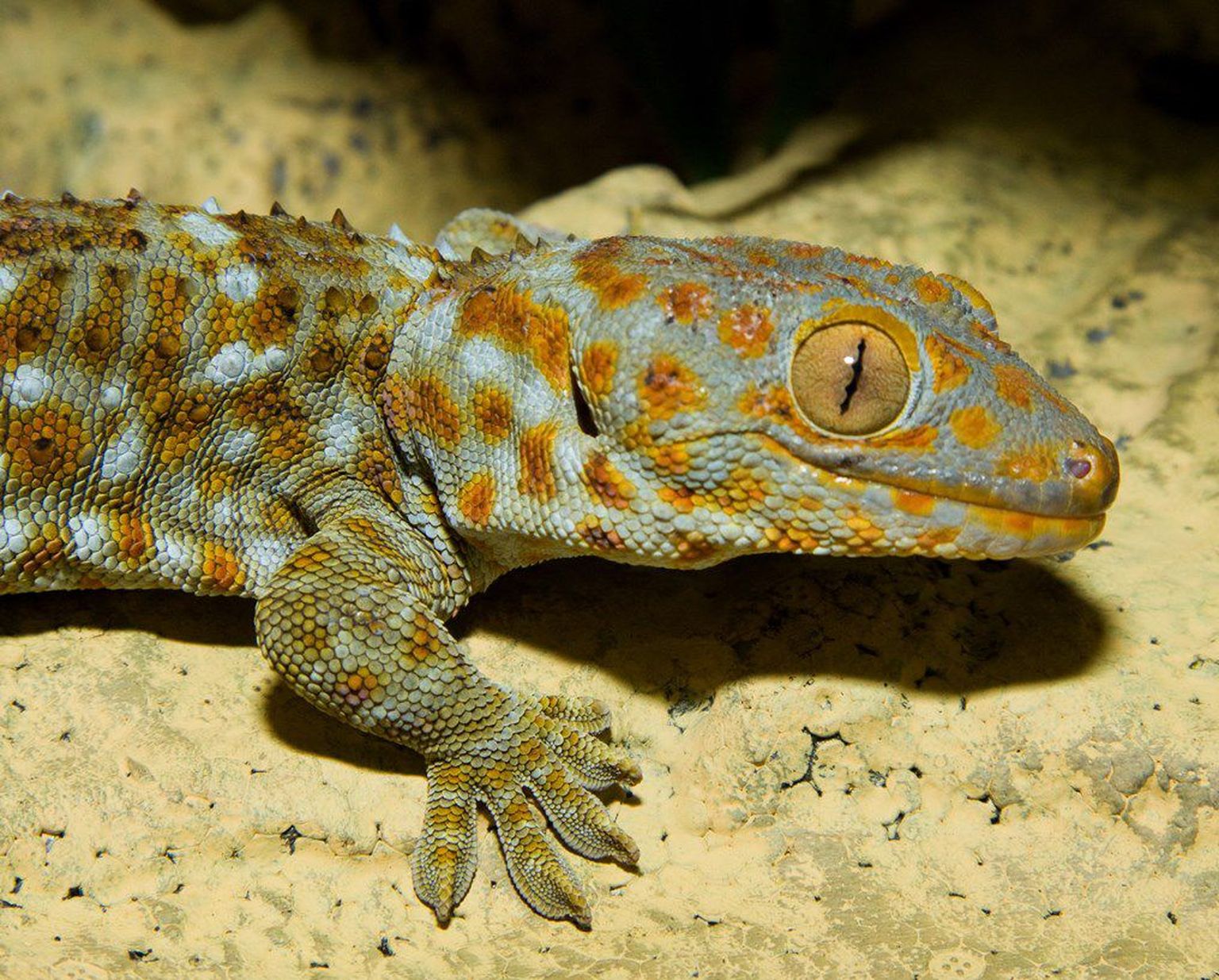 Geko tokee portree.