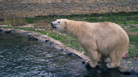 FOTOD ⟩ Väike juubel: jääkaru Raspile saadeti Saksamaalt sünnipäevaks kingitus