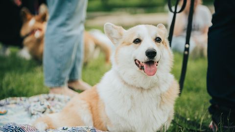Laika prognoze svētdienai