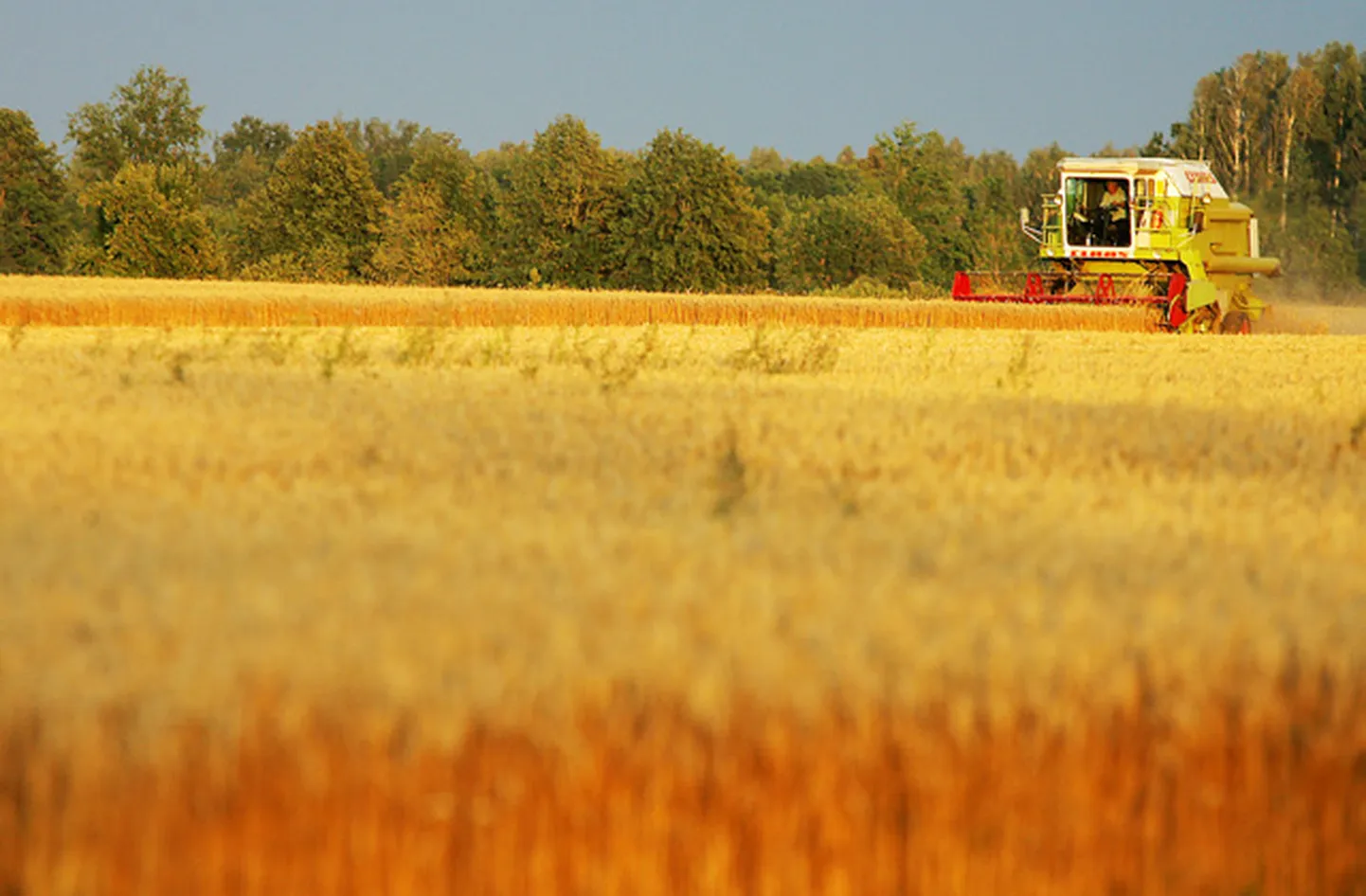 Raksta foto
