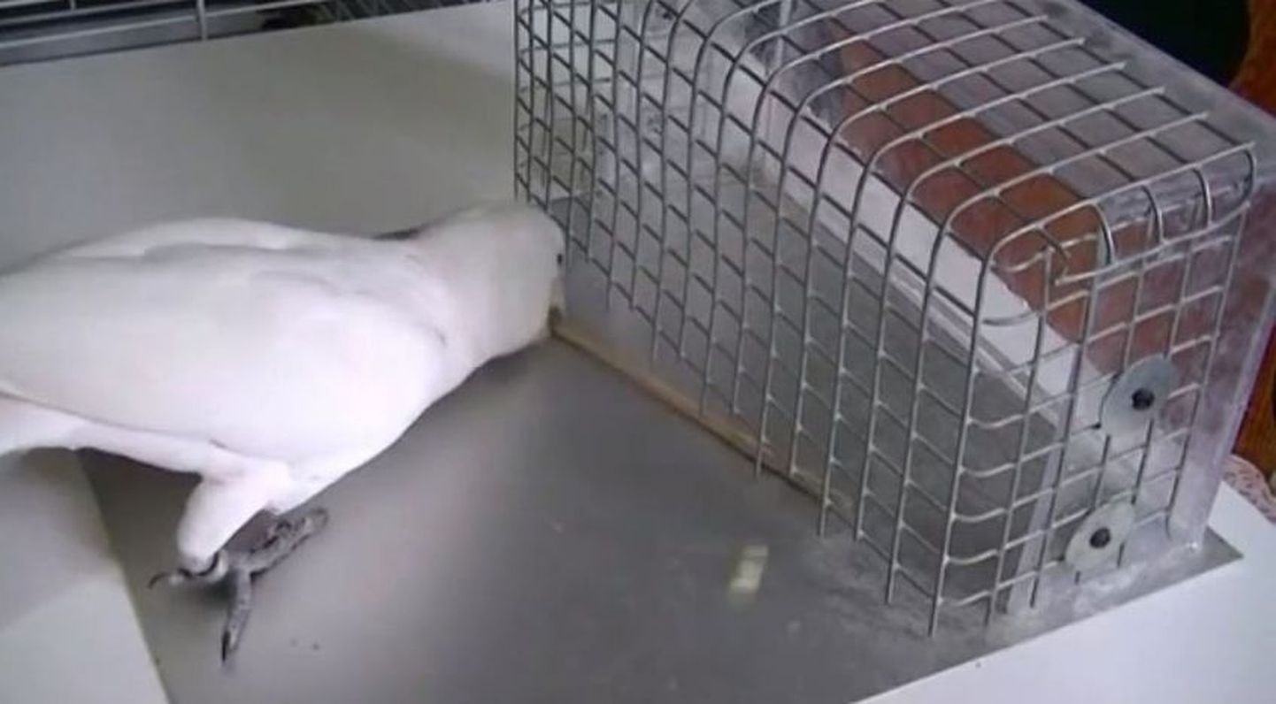 Austria Viini ülikooli teadlased jälgisid vangistuses elavaid Goffini kakaduusid (Cacatua goffini) ning märkasid, et nad oskas kasutada keeruliste ülesannete lahendamiseks abivahendeid
