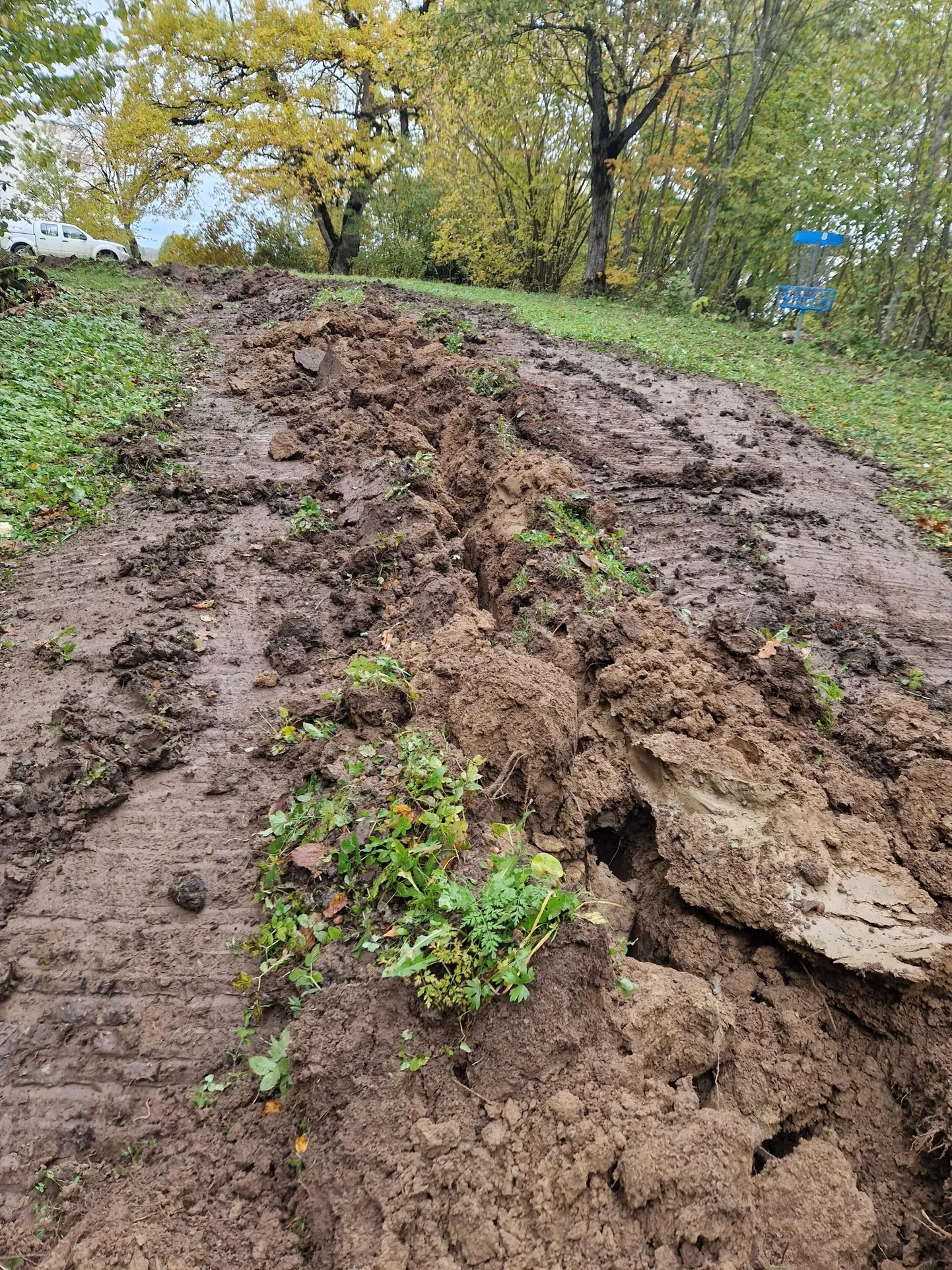 Vinni-Pajusti tammikus kulgev valgustuskaabli trass.