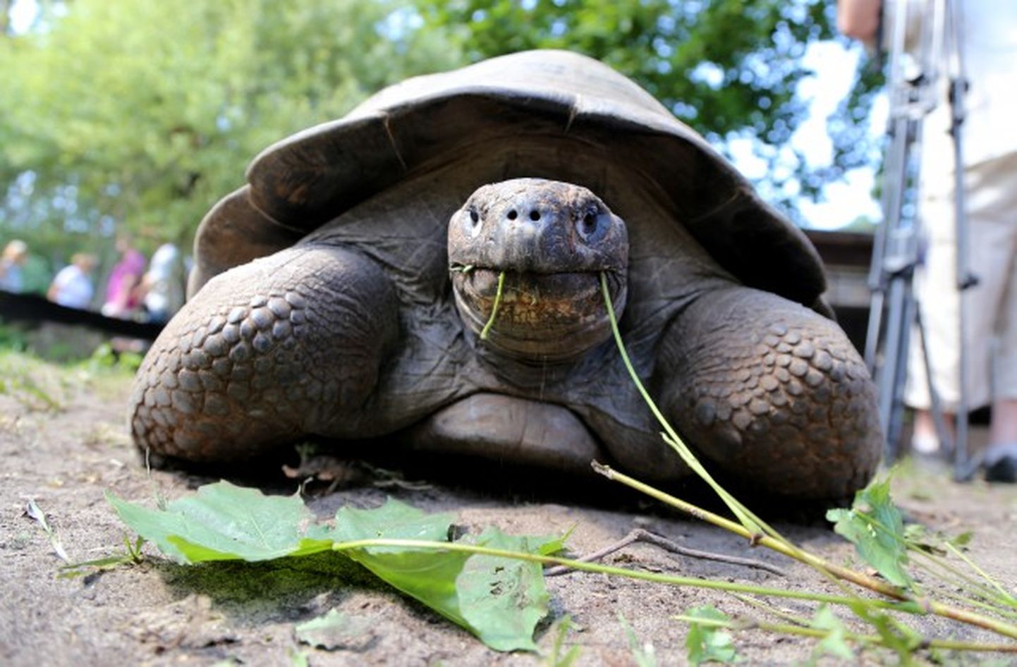 Galapagu bruņurupucis Rīgas Nacionālajā Zooloģiskajā dārzā.