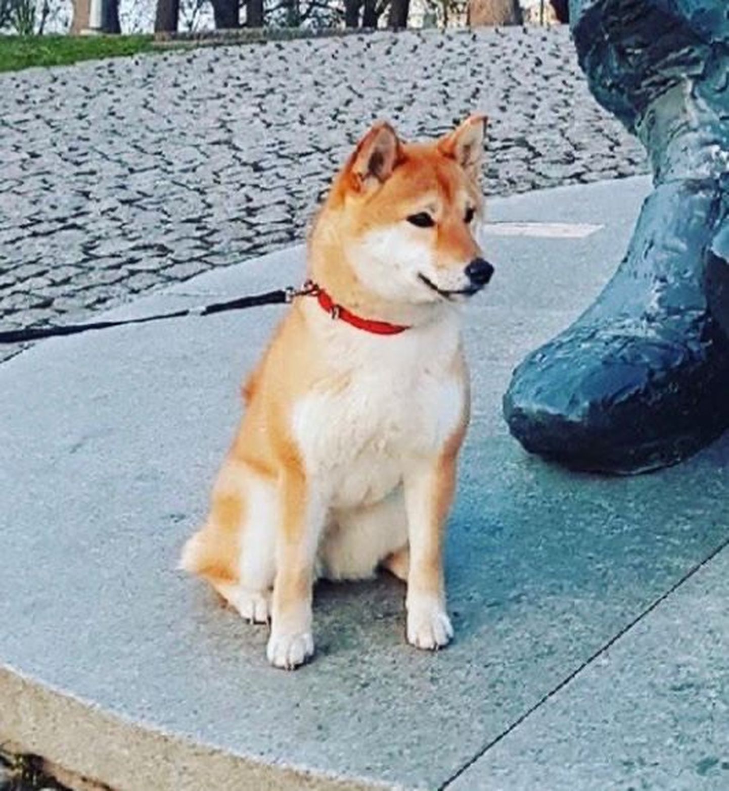 В Ласнамяэ пропала собака породы сиба-ину, отзывается на кличку Катсуми.
