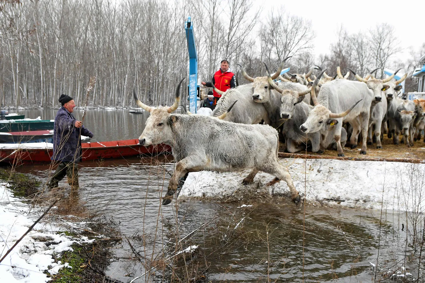 Kariloomad päästeti üleujutatud Doonau jõel üleujutuse tagajärjel tekkinud saarelt, 9. jaanuaril 2024. a.