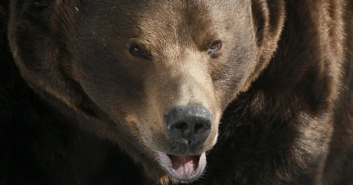 Karu tappis Siberis naftafirma töötaja ja pani mehe jäänused «külmikusse»