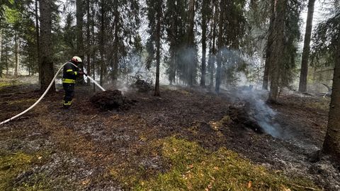 FOTOD ⟩ Põlvamaal võtsid tuld mets ja maastik