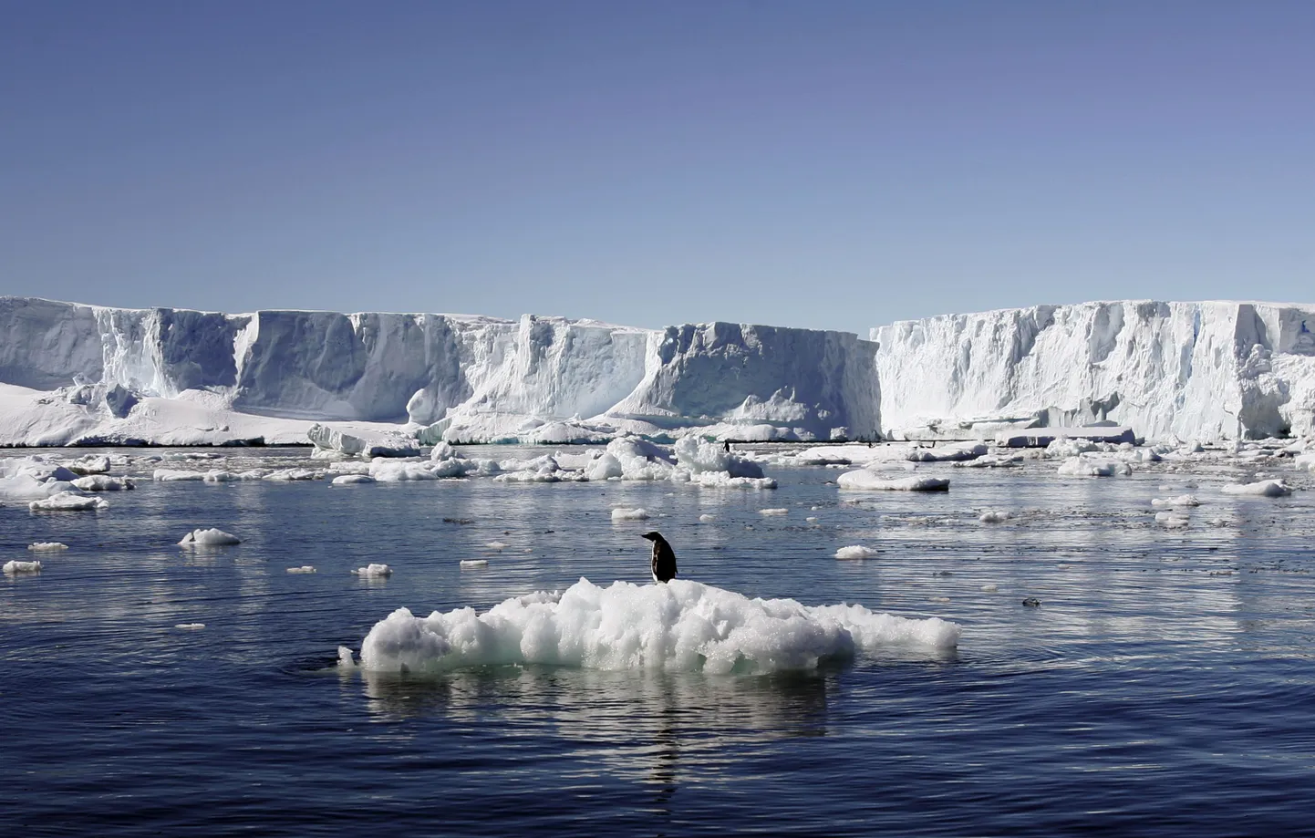 Adeelia pingviin on üks neist, kes tunneb end Antarktikas väga koduselt.