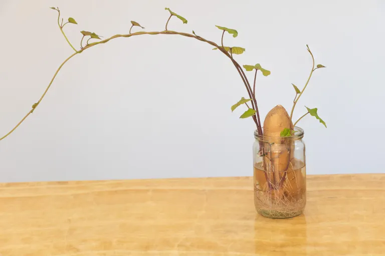 Bataadi juurduma panemine on omaette kunst.