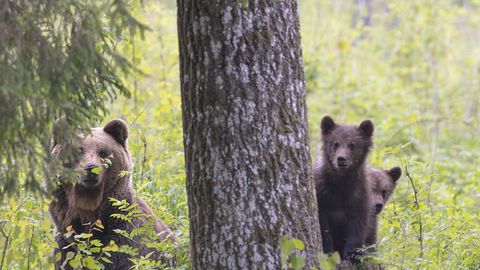 Keskkonnaamet andis karude küttimiseks kaks eriluba