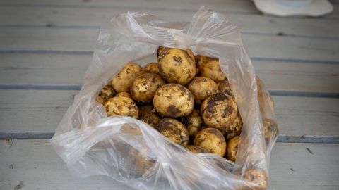 Esimesed värsked kartulid kuulutavad Saaremaal suve algust