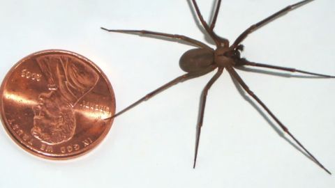 Ühes Kansase kodus elati koos tuhandete mürgiste hiidämblikega