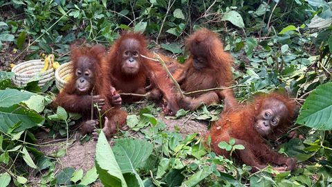 Haruldased loomad täiesti vales kohas: India metsast leiti viis orangutani­poega