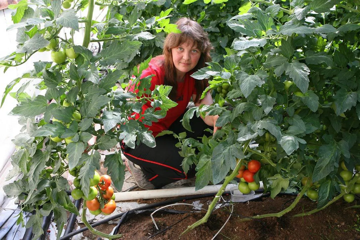 Holstre aiandi perenaine Sille Mõru võis läinud nädalal rõõmustada esimeste punaste tomatite üle.