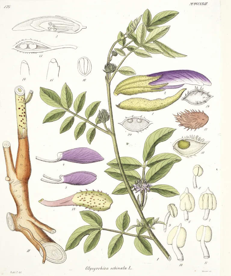 Lagritsa-magusjuure (Glycyrrhiza glabra) joonistus