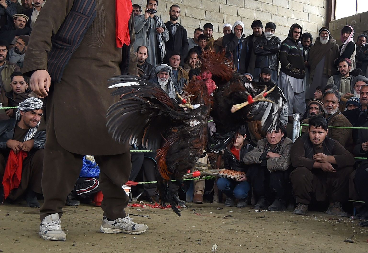 Kabuli äärelinnas korraldatavat kukevõitlust on tulnud kaema palju huvilisi.