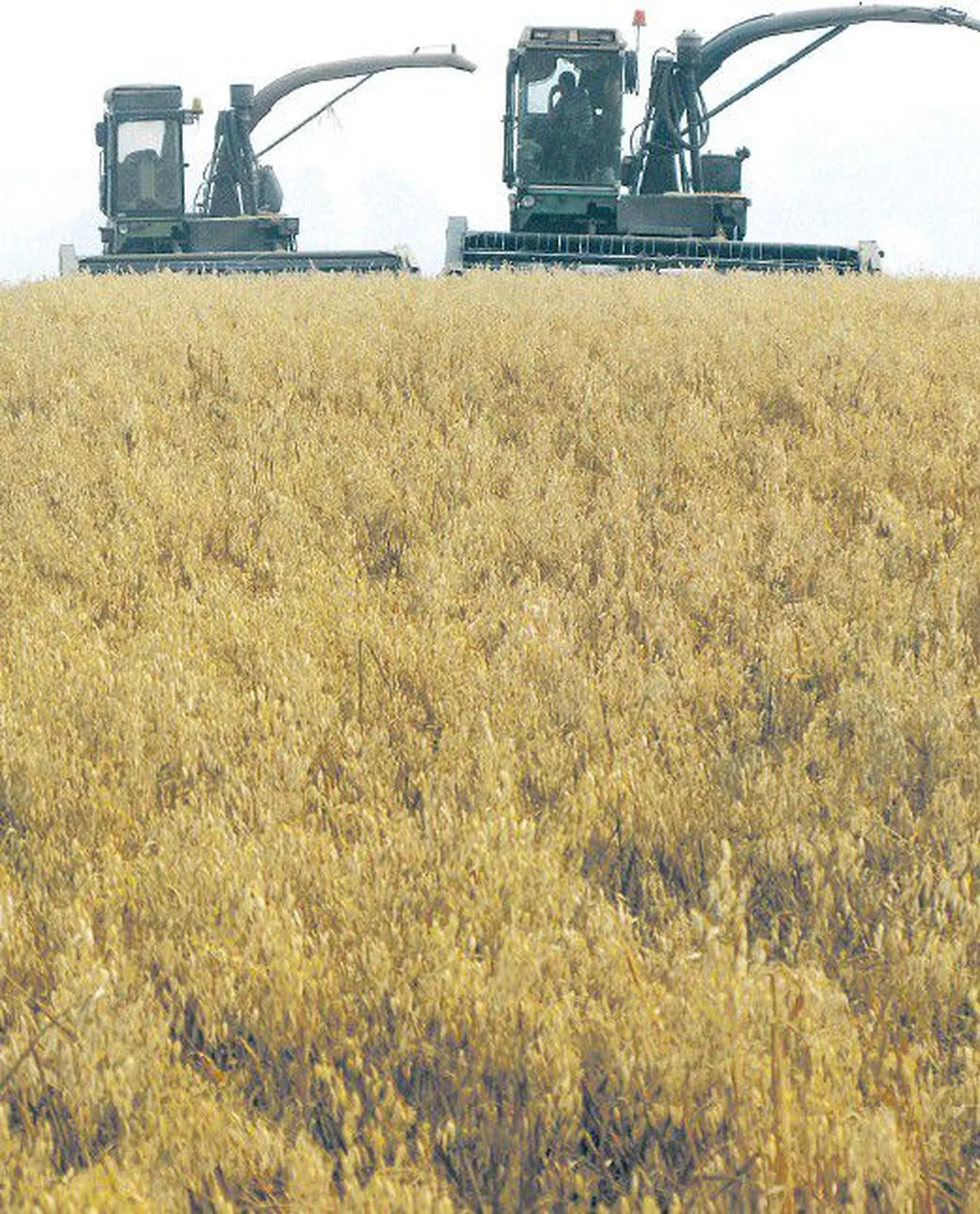 Согласно последним подсчетам российского правительства, в этом году погибло 30 процентов урожая зерновых. Этот недород нанес России ущерб примерно в миллиард евро.
