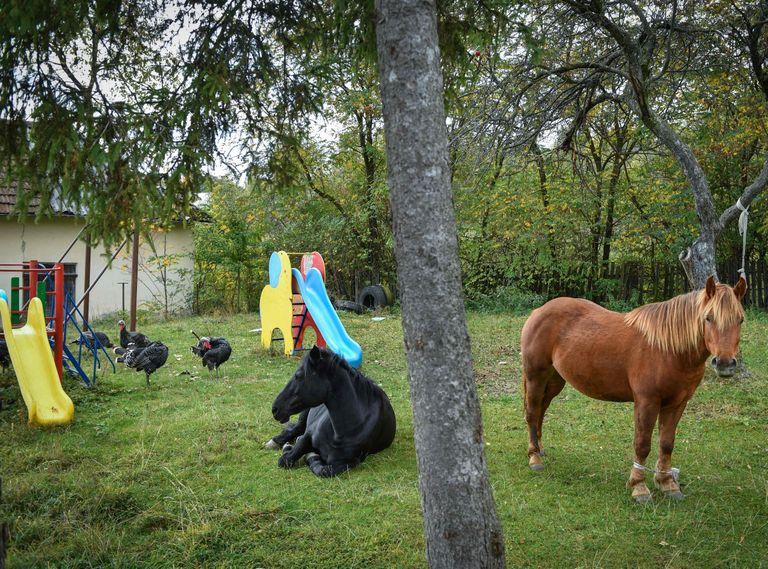 Paraiesti küla kool suleti mitu aastat tagasi, nüüd söövad selle mänguvaljakul rohtu hoopis hobused.