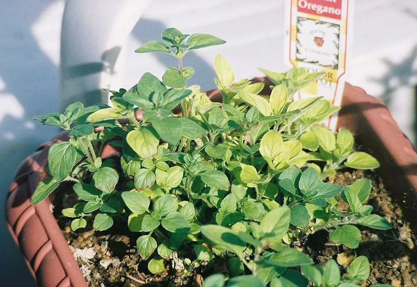 Pitsamaitseaine oregano ehk pune