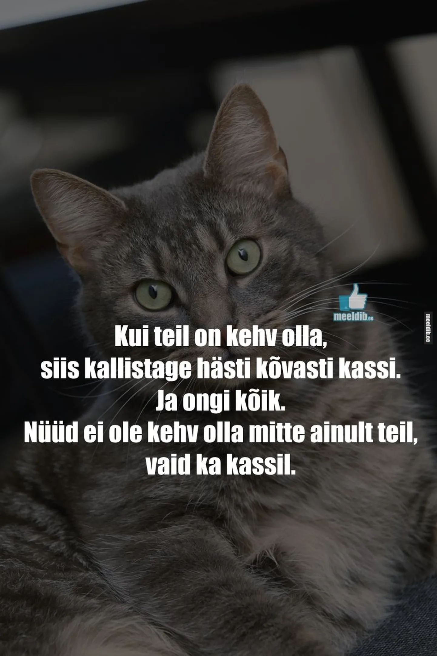 Artikli foto