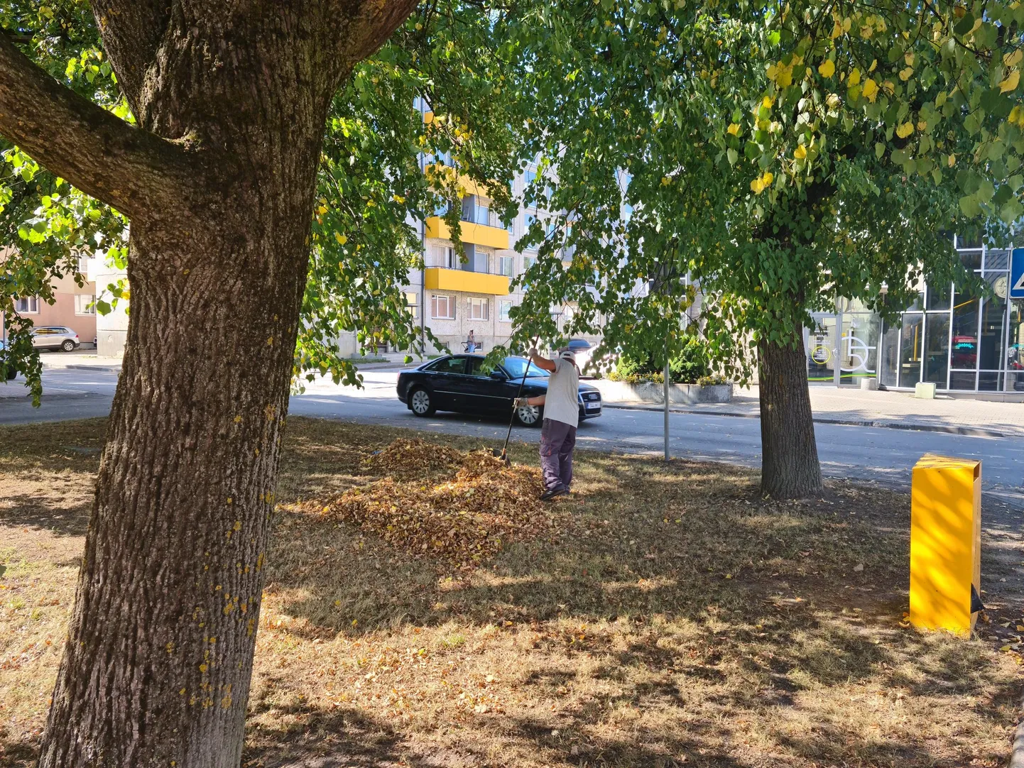Koltunud lehtede riisumine Rakveres Laada tänaval.
