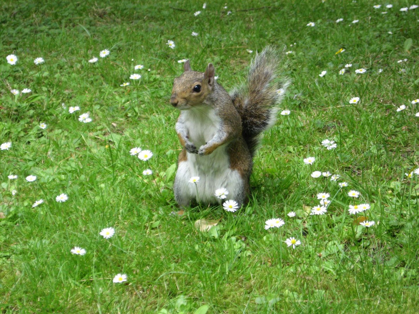 Dublini botaanikaaias elav orav.