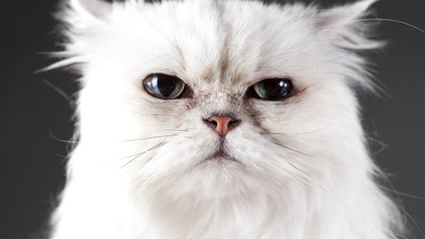 Loomaarst vastab: miks kass vanemaks saades kurjaks muutub?