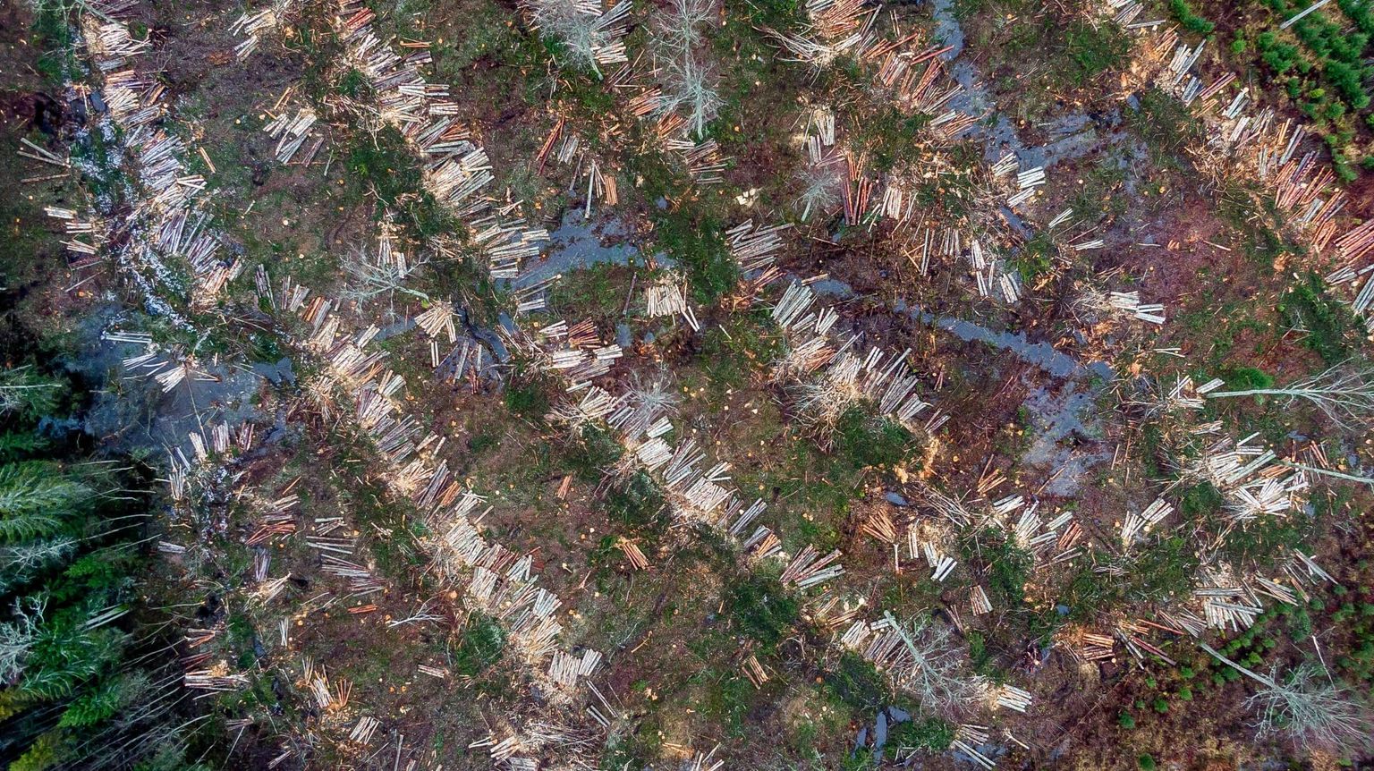 Tartu Ülikooli geograafid analüüsisid raiealade suurusi möödunud 20 aasta jooksul ja leidsid, et alates 2015. aastast on hüppeliselt kasvanud suurte lageraielankide (pindala üle kuue hektari) arv. Ökoloogilisest perspektiivist on see kõige halvem raieviis.

RMK felling works. Forest, Clearfelling, drone view, aerophoto
FOTO:SANDER ILVEST/POSTIMEES FOTO: Sander Ilvest