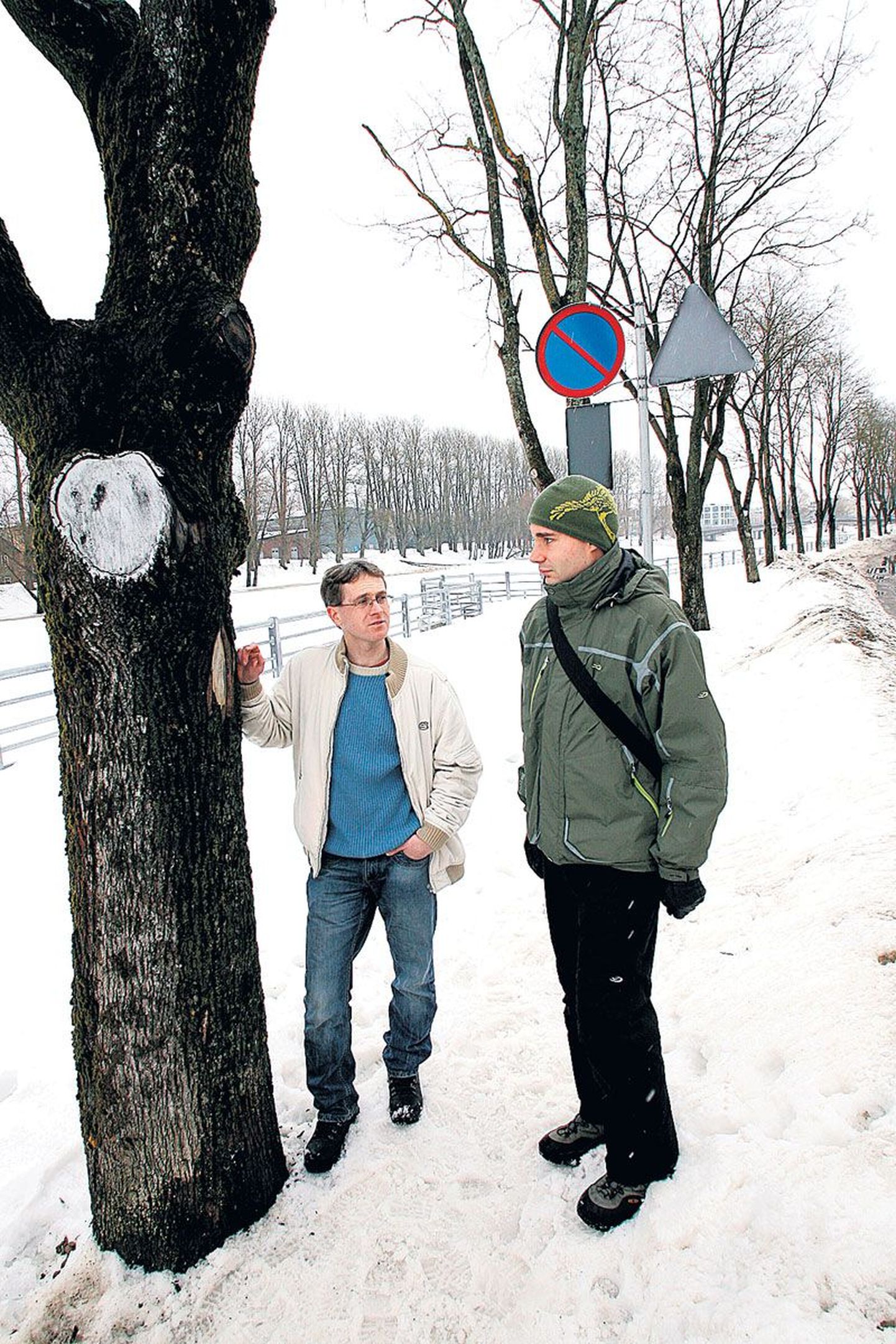 Rohelise liikumise liige Peep Mardiste (vasakul) ning metsapatoloog Indrek Sell usuvad, et kogu Emajõe tänava äärse vahtrarivi mahavõtmist saab vältida.