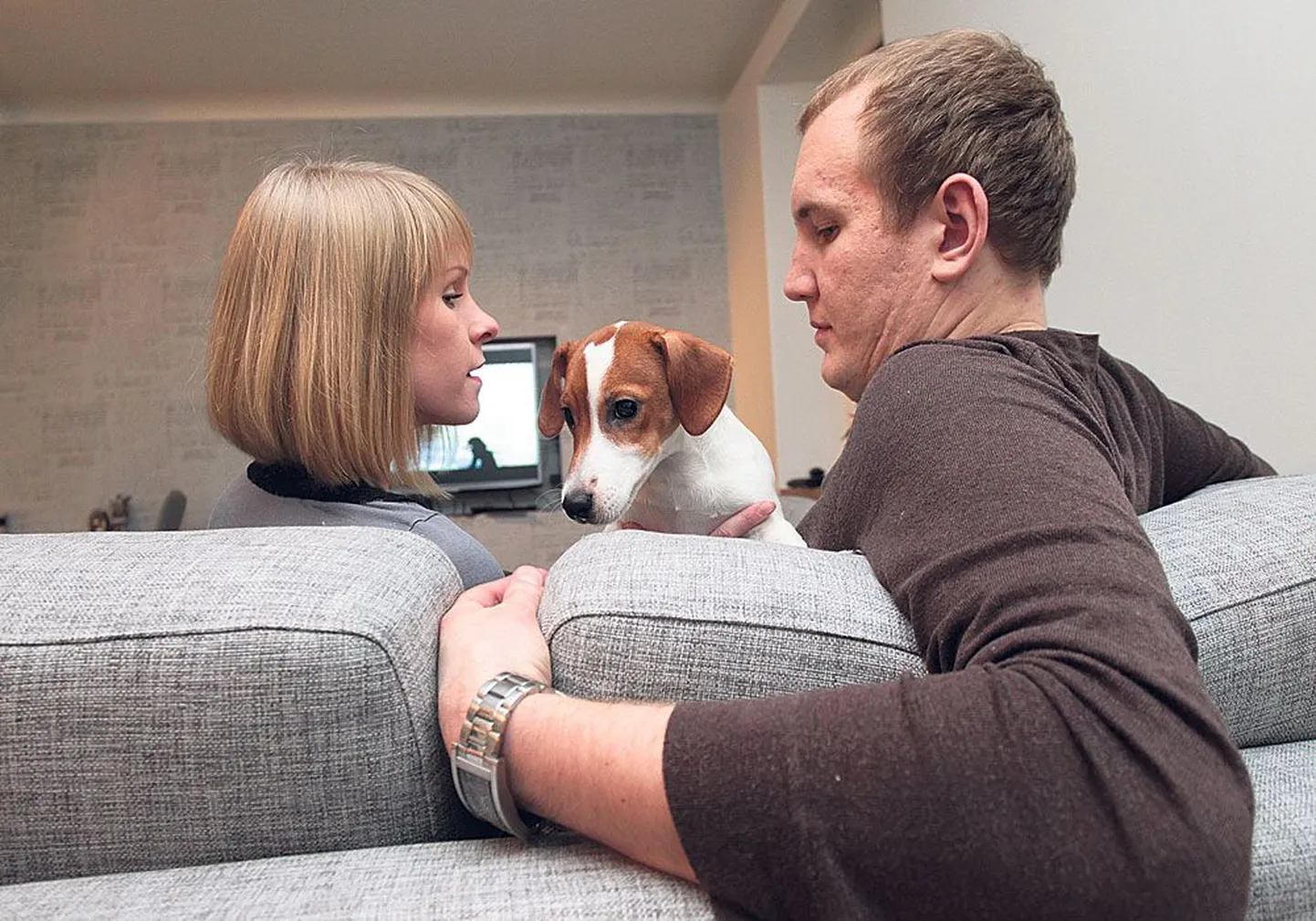 Kutsabeebi: Hedli Manguse ja Ivo Kallasmaa neljakuune Jack Russelli terjer Franky elab omanike sõnul samas  rütmis nagu inimbeebi – magab, sööb ja pissib.