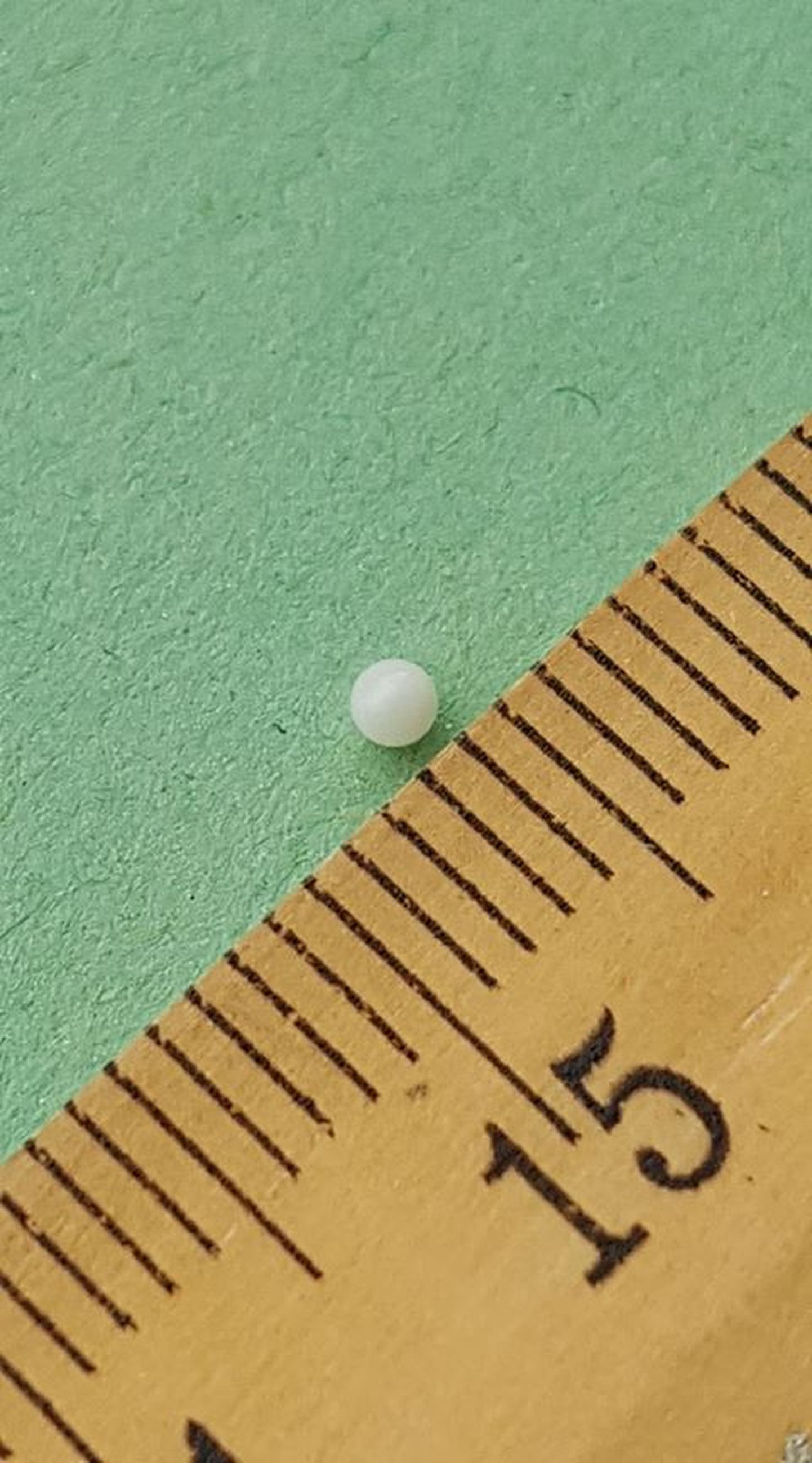 Austri seest leitud pärl.