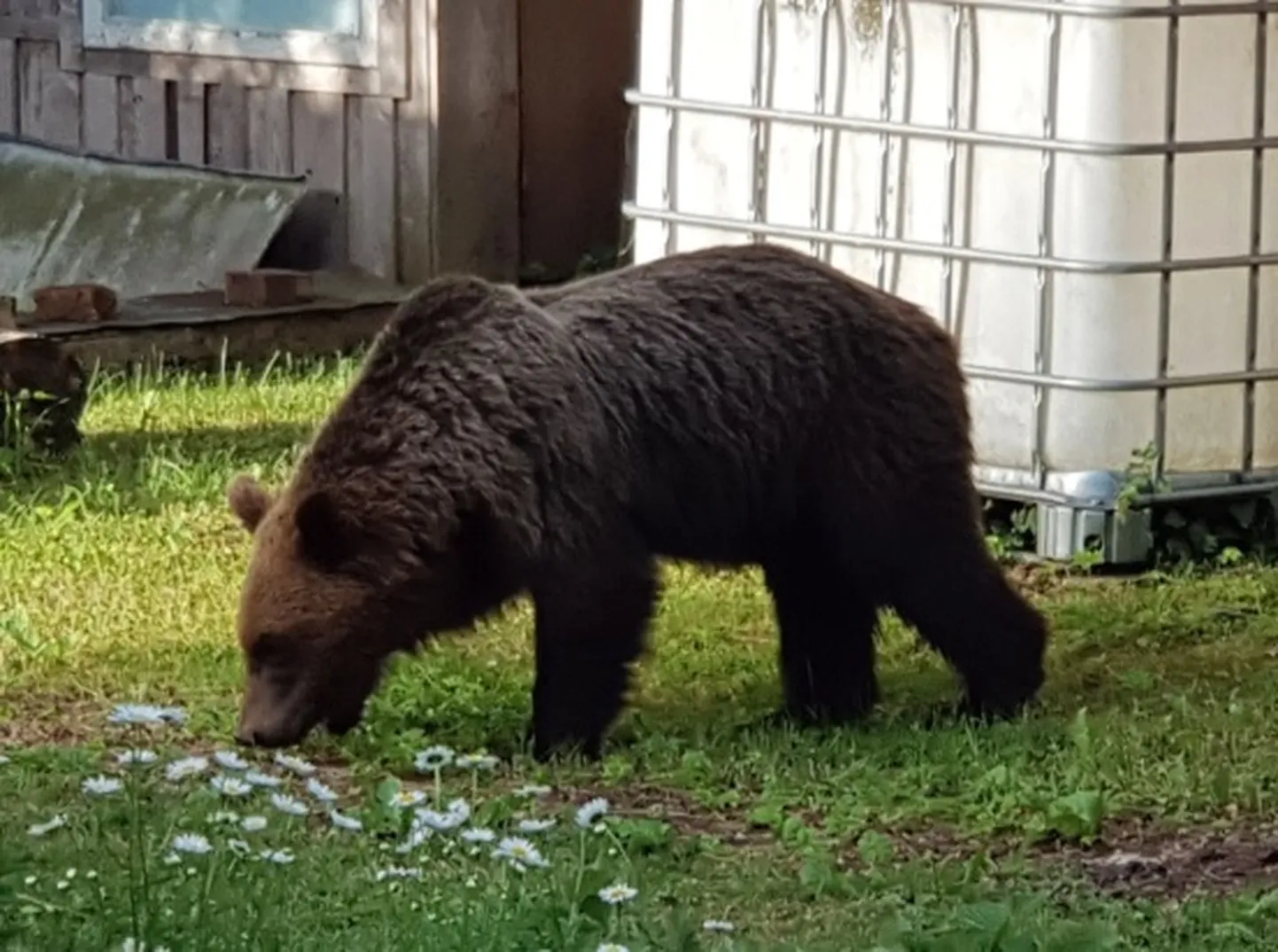 Raksta foto