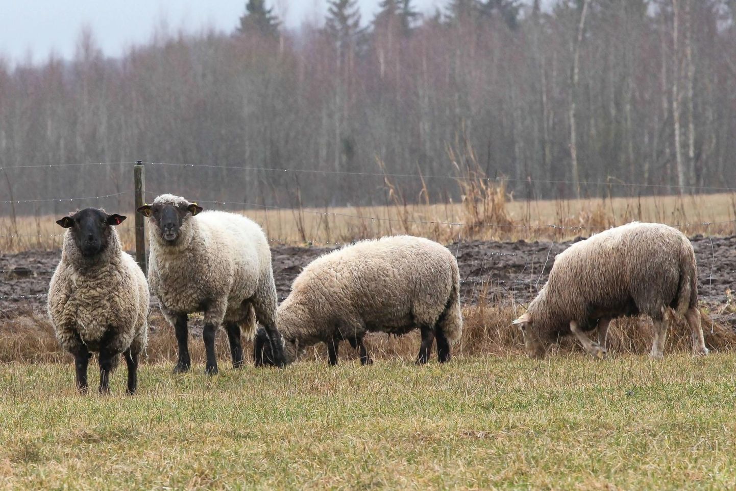Lammaste pidamine ei ole jätkuvalt suur tuluallikas, kuigi loomade kokkuostu hinnad on pisut tõusnud.