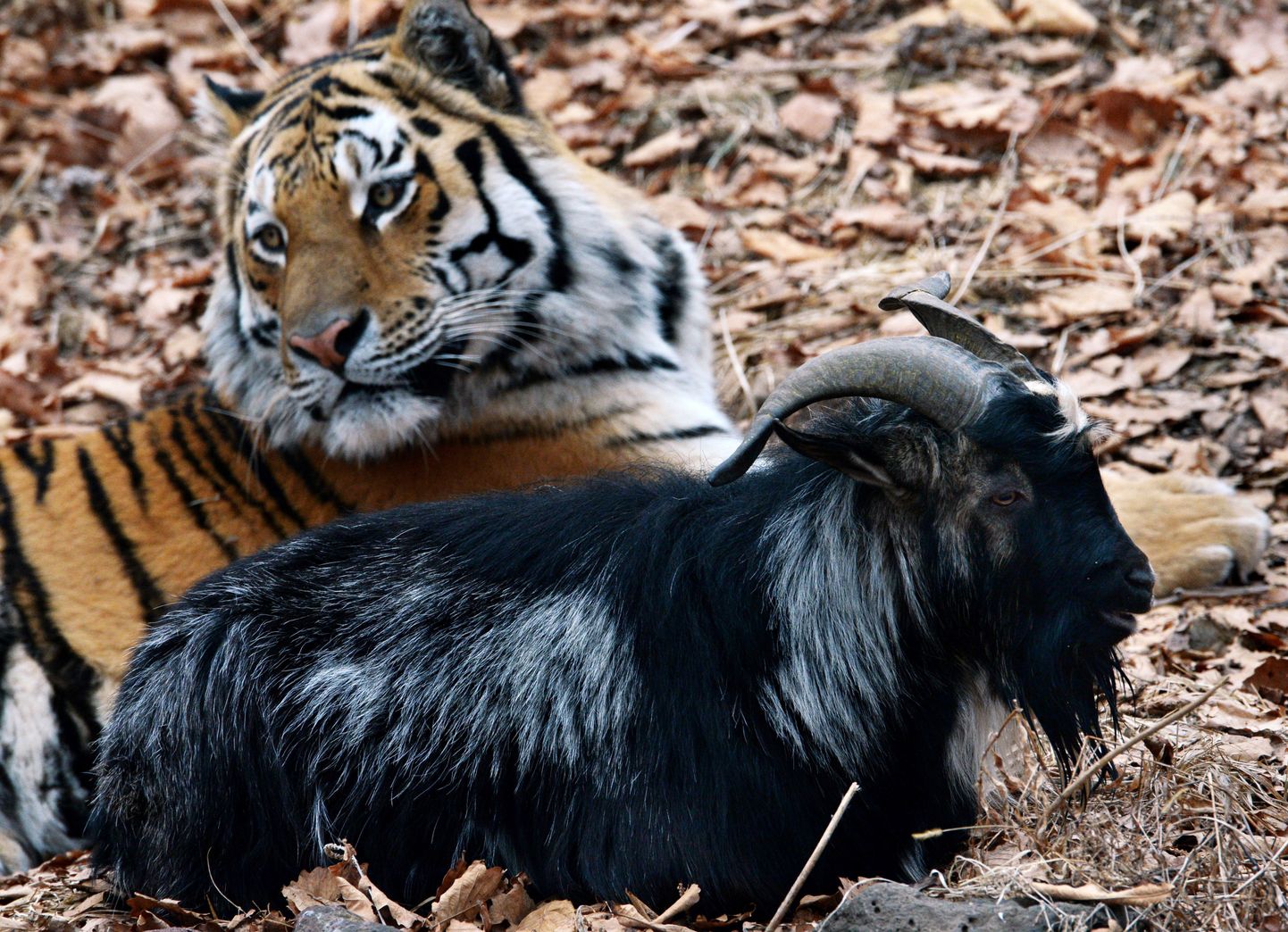Козел Тимур и тигр Амур.