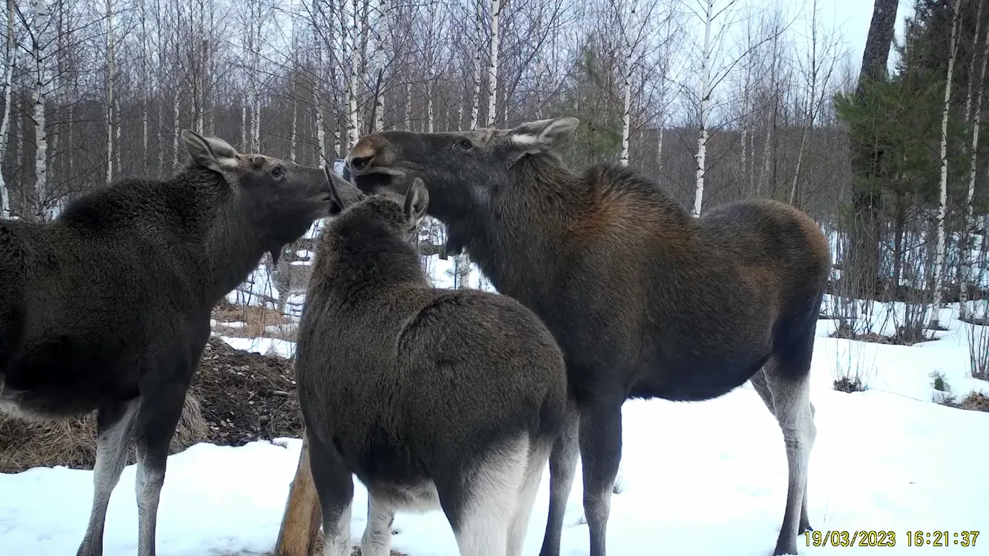 Põdrad ja ilves