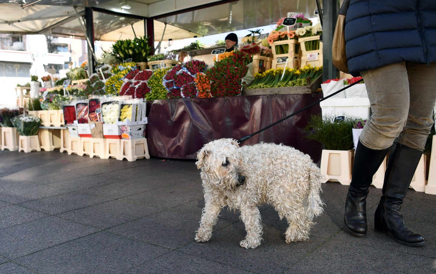 Berliini koeraomanik jalutamas oma lemmikuga Saksamaa pealinnas lilleturul tänavu kevadel.