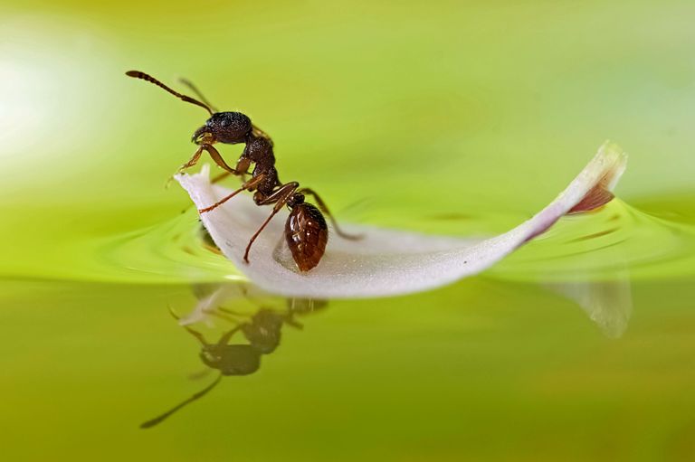 Sipelgas. Foto: Scanpix