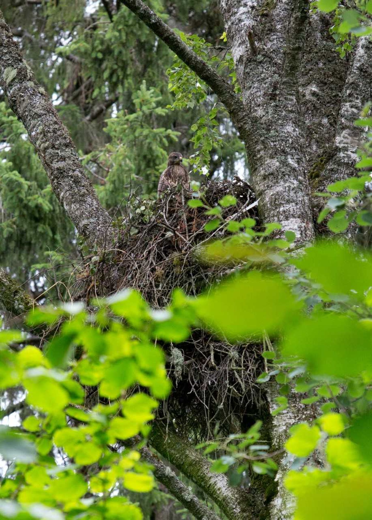 Eesti vanim viupesa Neeruti mägedes, mis on puus püsinud 37 aastat.