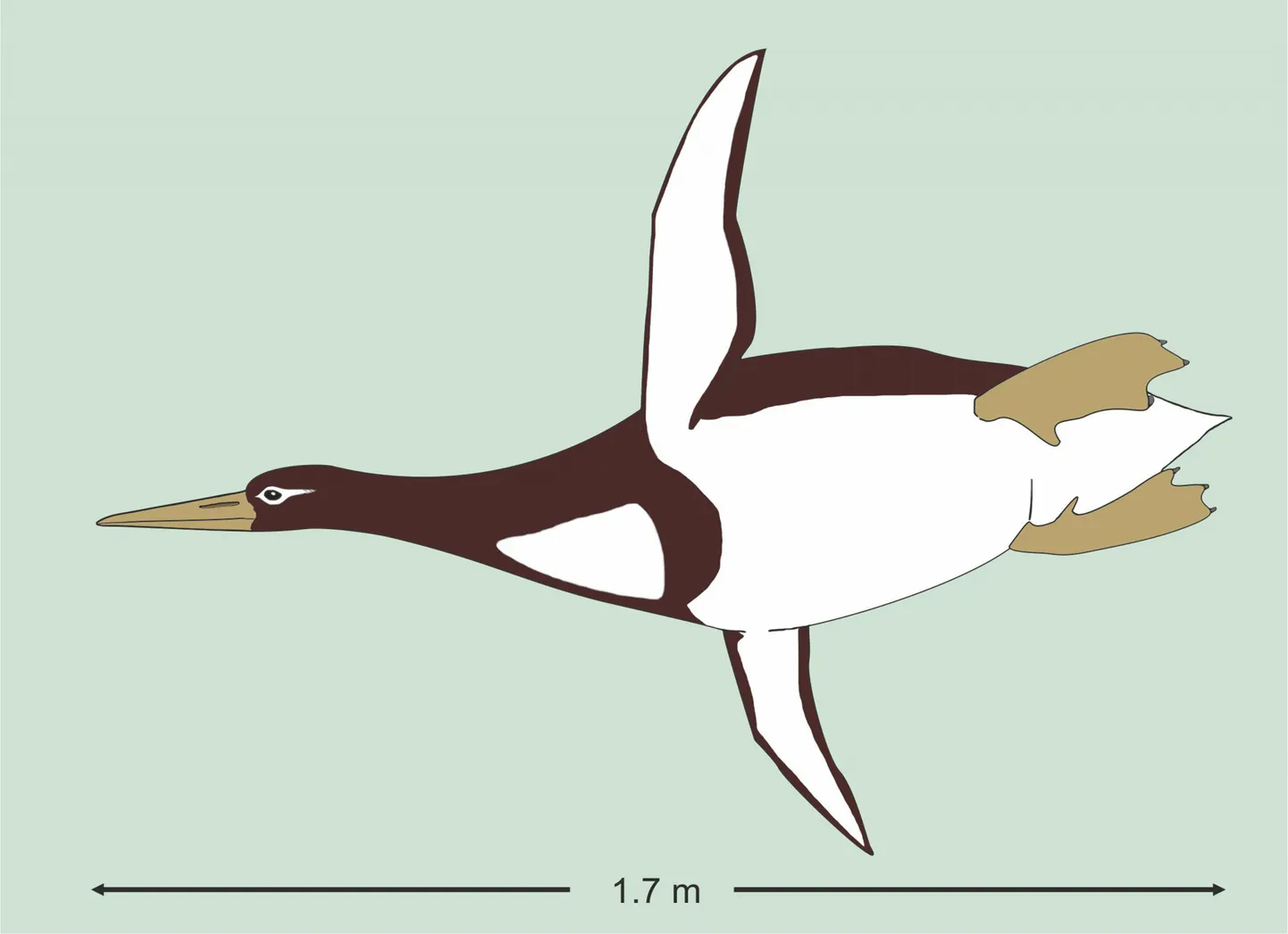 Pingviiniliigi Kumimanu biceae esindaja.