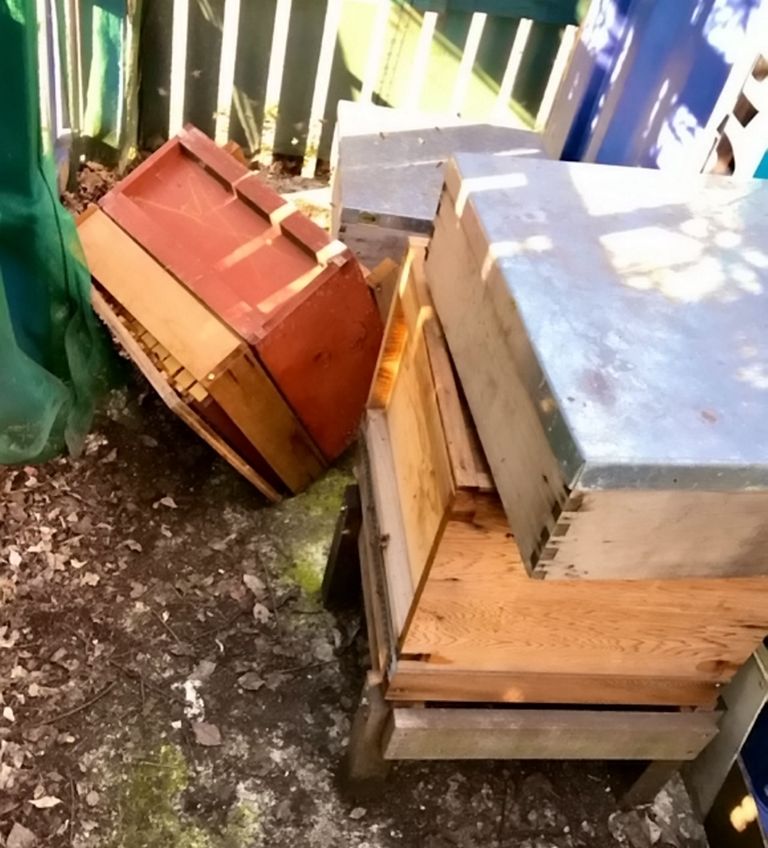 Murdvarga poolt lõhutud mesilastarud