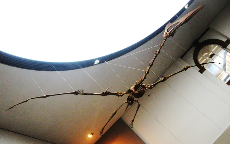 Väljasurnud pterosauruse Quetzalcoatlus fossiil - pildistatud Frankfurdi Senckenbergi muuseumis.