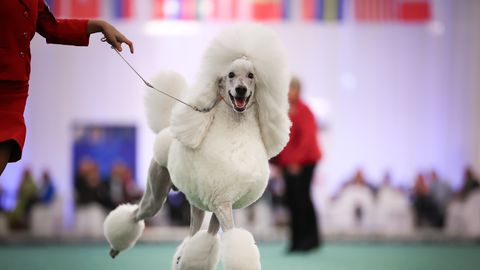 Over 250 dog breeds to meet in Luige for international shows