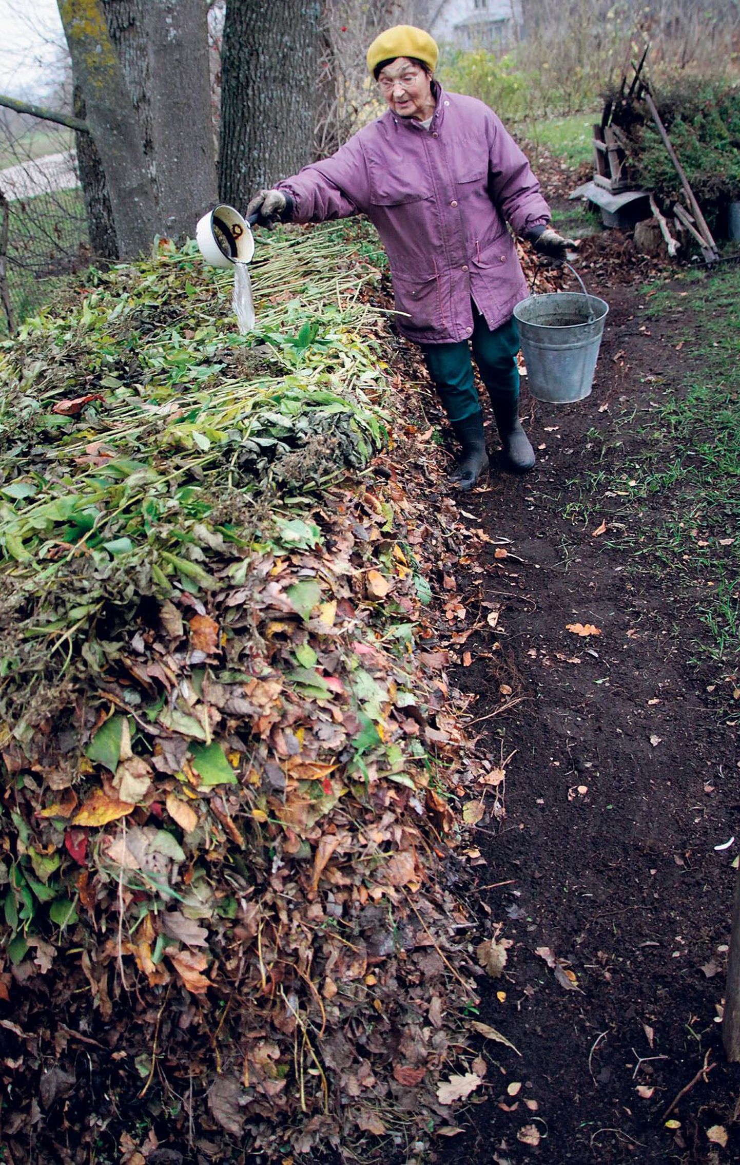 Vanapärnakas Linda Saks oma pead puulehtede põletamise ja prügimäele saatmisega ei vaeva, tema teeb neist komposti. Keskkonnaametnikudki vaatavad lahtisele kompostihunnikule soodsa pilguga, kui selles on vaid puulehed.