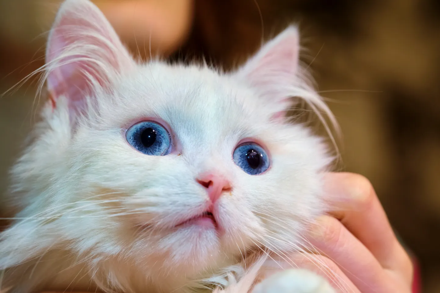 Кошка. Иллюстративное фото