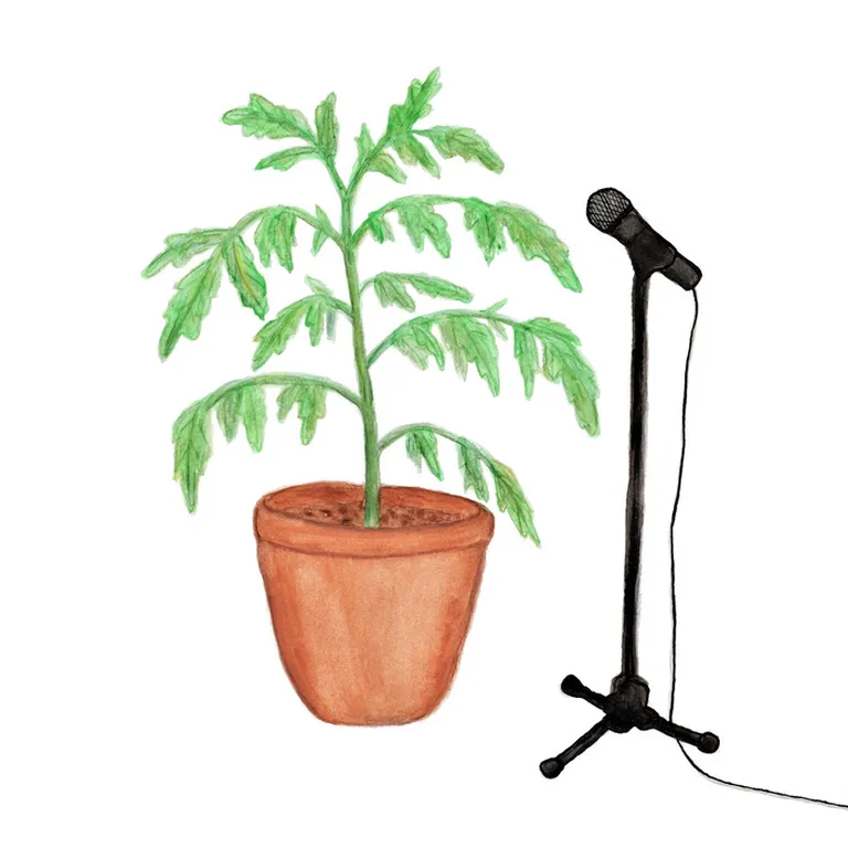 See on illustratsioon dehüdreeritud tomatitaimest, mille helisid salvestatakse mikrofoni abil.