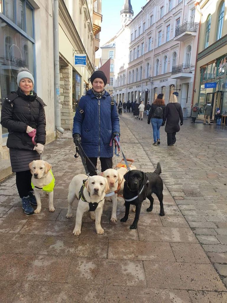 Тренировка на улицах Таллинна. В синей куртке Ану Локке – первый в Эстонии тренер собак-поводырей, опыт более 28 лет