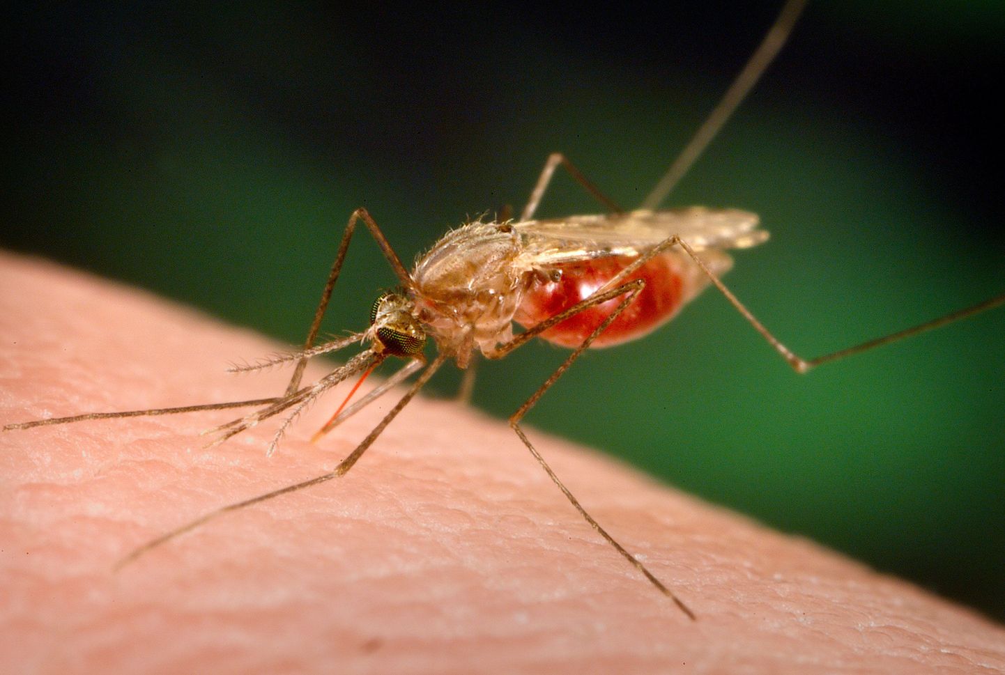 Malaariaparasiit levib sääsehammustustega.