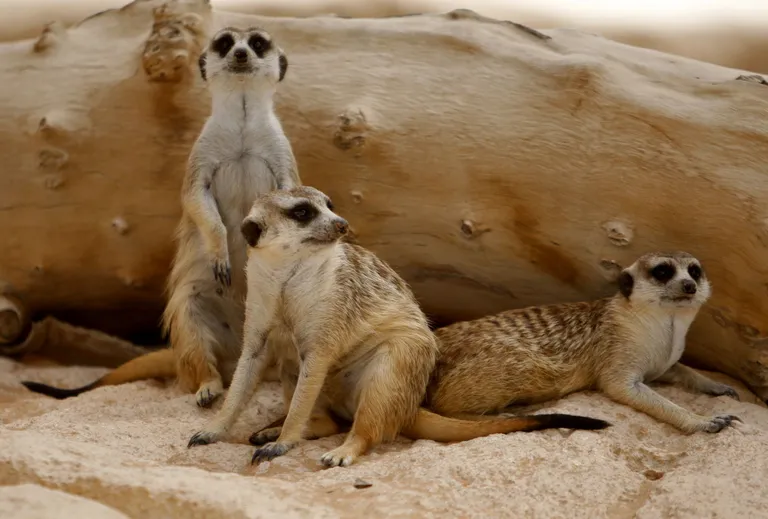 Reuters