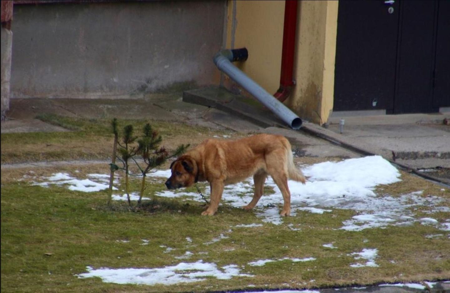 Pildil olev koer 28. märtsi õhtul poissi taga ei ajanud, sest oli samal ajal koduõues ketis.
