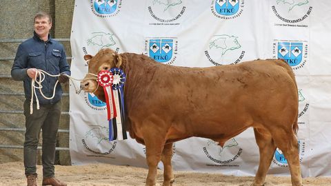 Eesti lihaveisekasvatajad valivad parimad pullid